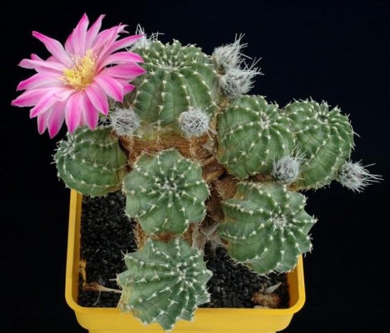 Echinocereus_pulchellus_1